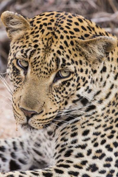 South Ngala Private Game Reserve Young leopard